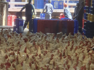2-5kg Broiler Chickens