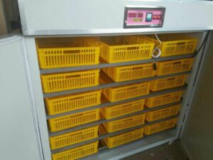 FRD-1584 Incubator & Hatcher