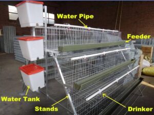 3-Tier layer cage