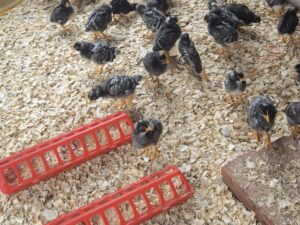 Potch koekoek day-old chicks