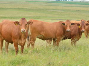Beefmaster Cattle