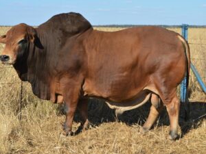 Boran Cattle
