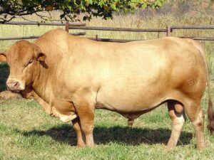 Tuli Cattle