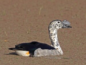 African Comb Duck