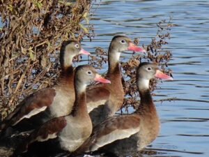 Black Bellied/Red Billed Whistling Duck (Pair)