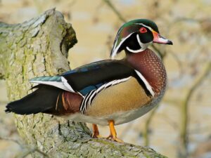 Carolina/American Wood Duck (Pair)