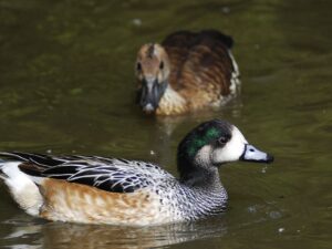 Chiloe Wigeon