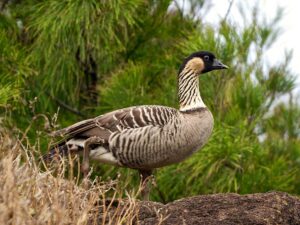Hawaiian/Ne Ne Goose