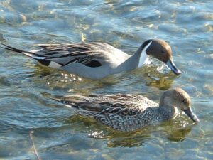 Northern Pintail