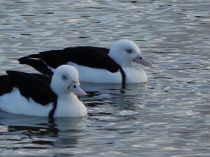 Rajah Shelduck Duck (Pair)