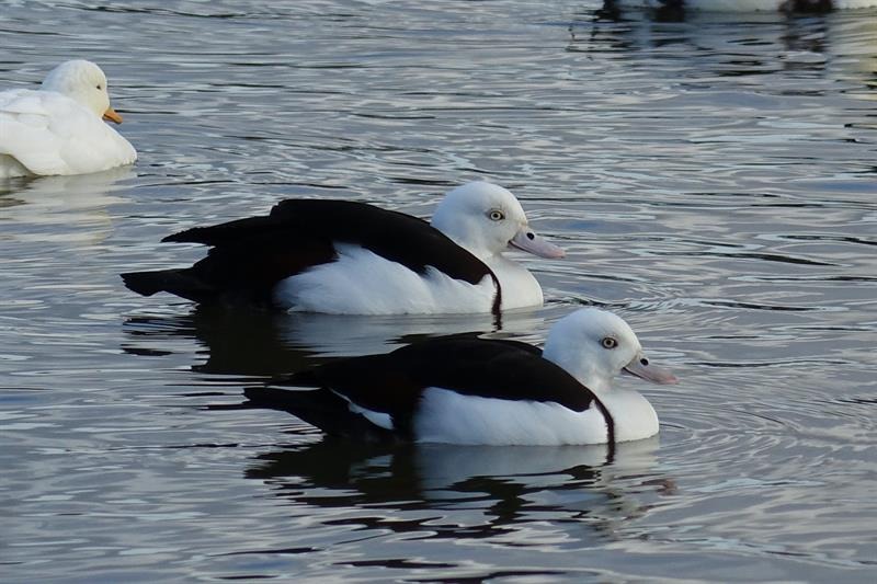 Rajah Shelduck Pair