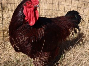 Rhode Island Red