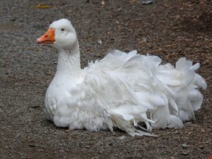 Sebastopol Geese