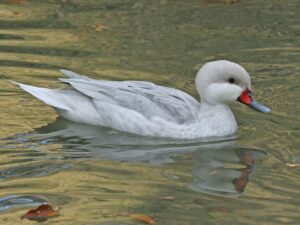 Silver Bahama Pintail