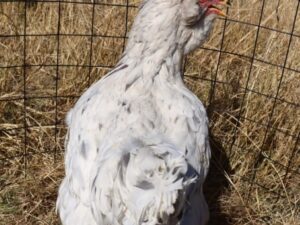 Easter Eggers