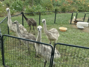 Emu Juveniles 2-3 Years old (Pair)