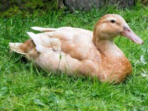Buff Duck (Pair)