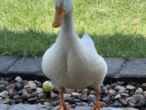 Pekin Duck