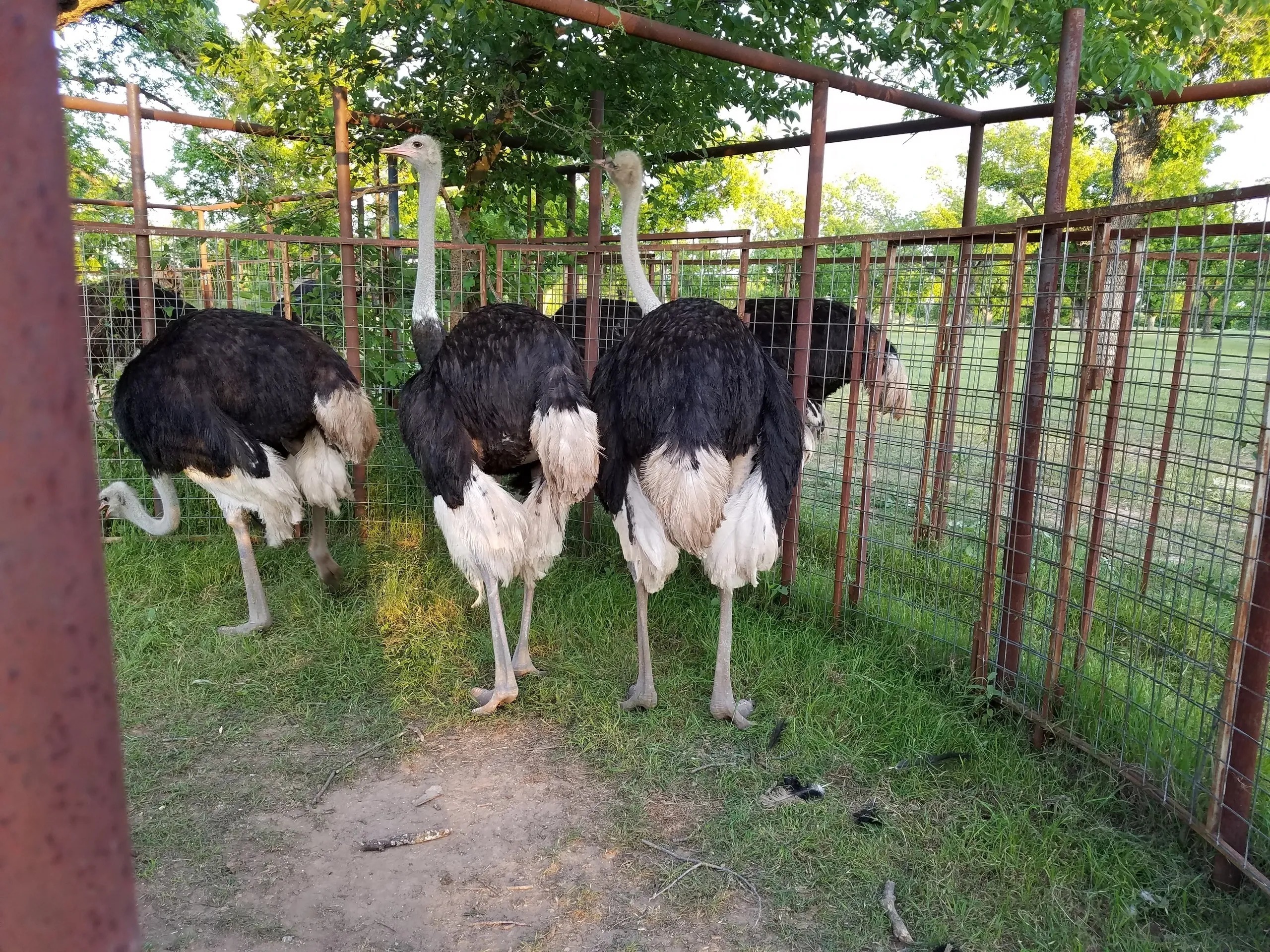 Ostrich Chicks