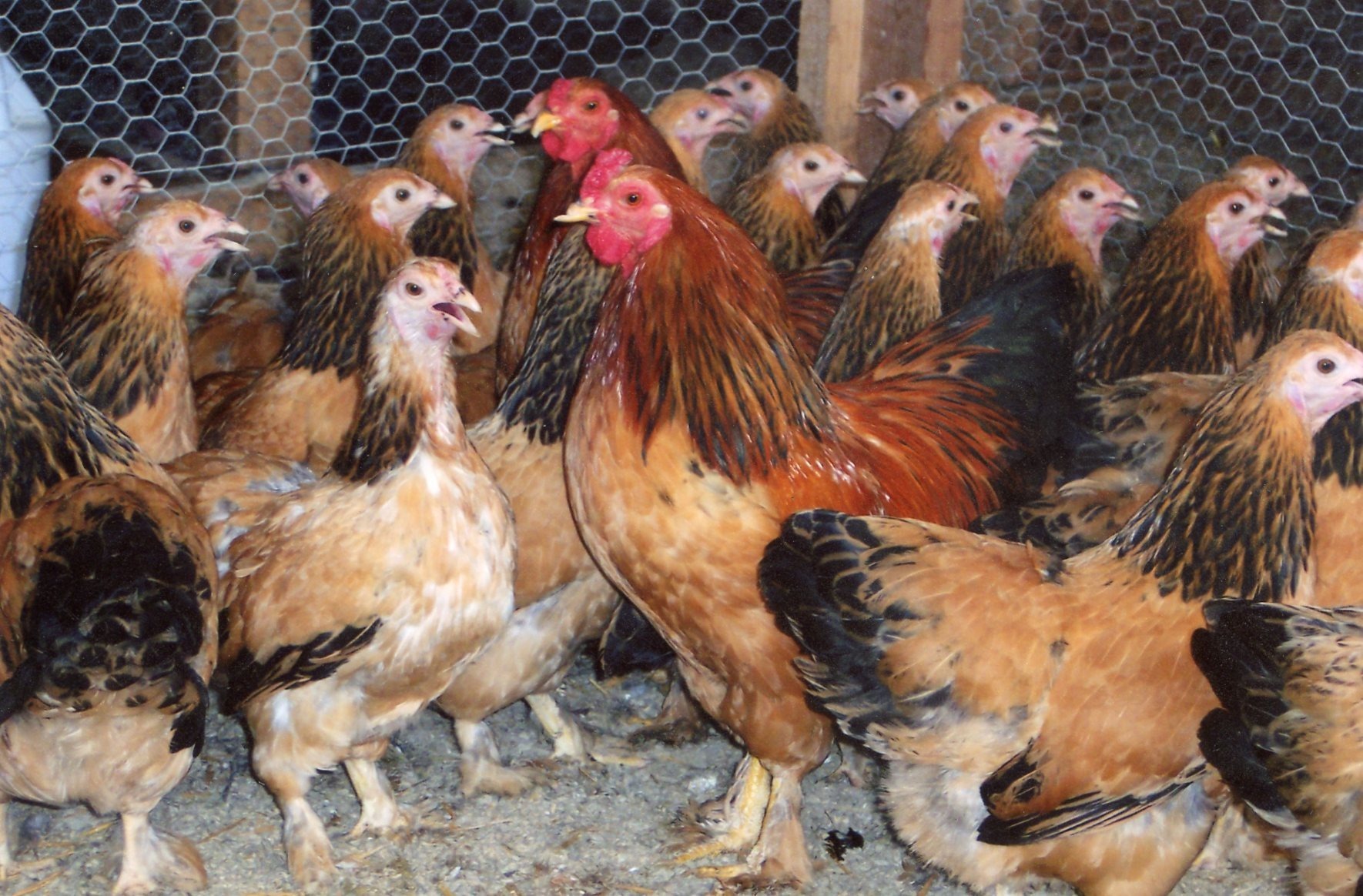 1056 Egg Fully Automatic Incubator