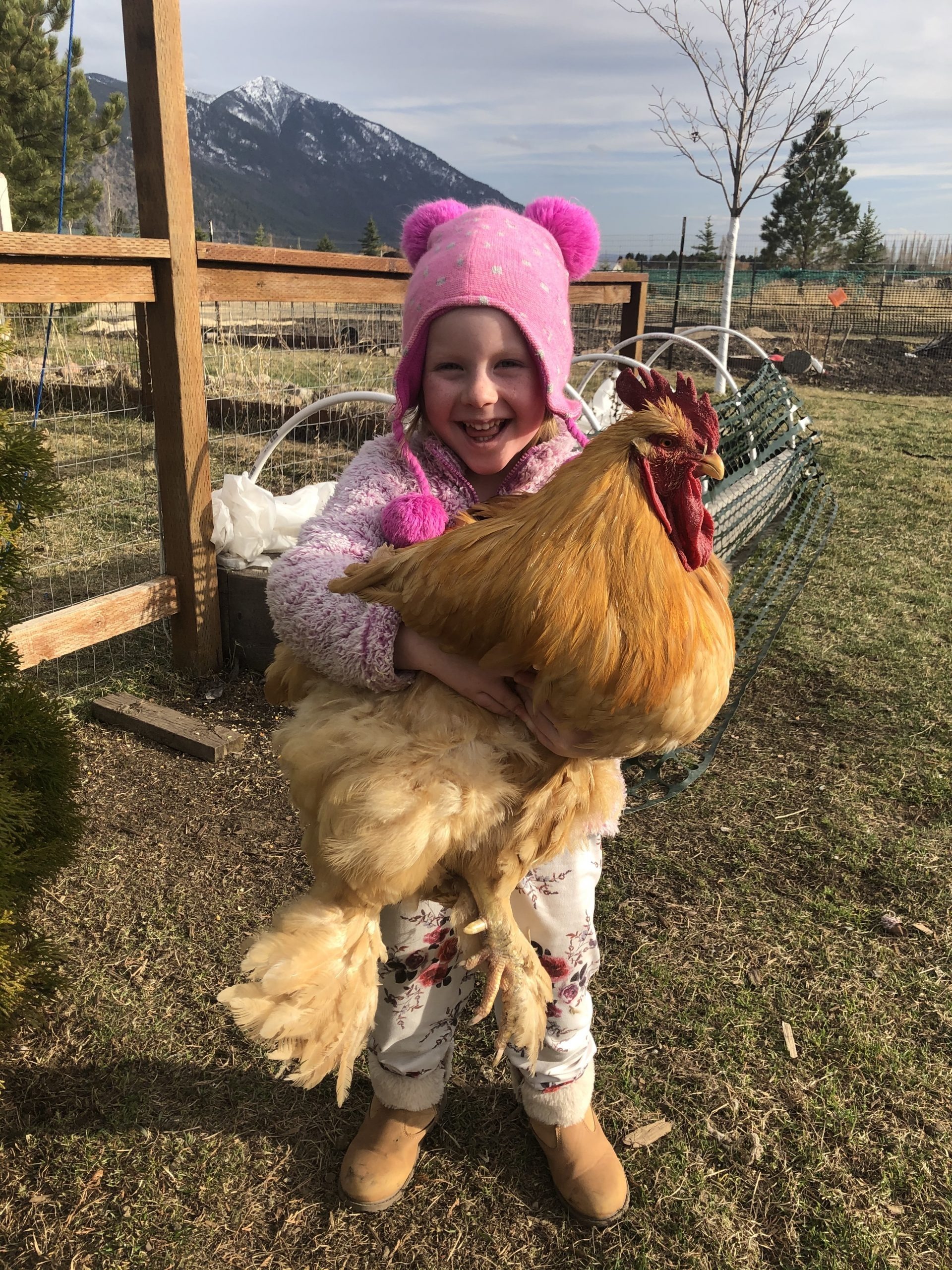 Buff Cochin Standard Chicken