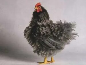 Frizzle
