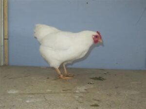 Plymouth Rocks Chickens