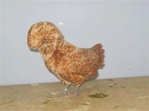 Polish Chickens