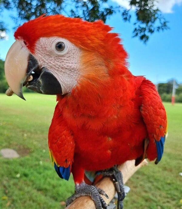 Scarlet Macaw