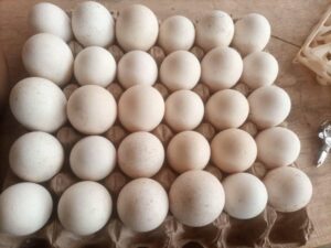 Turkey Fertile Eggs