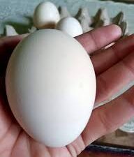 Peacock Fertile Eggs